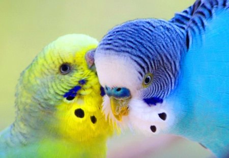 Parrots - animals, other, parrots, birds