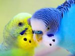 Parrots