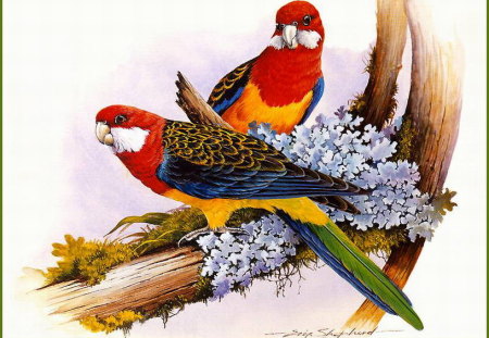 EASTERN ROSELLA - moss, duo, tree, rosellas