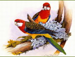 EASTERN ROSELLA