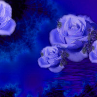 blue roses