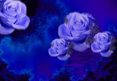 blue roses - roses, violet, blue, flower