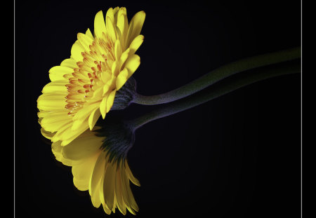 Duplicity - yellow, flower, reflection, still life, glass