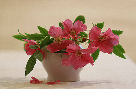 Tea Roses - tea roses, bowle, still life, red