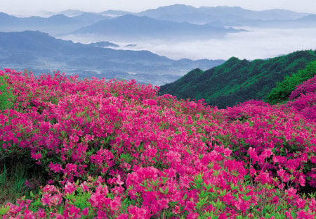 Flower field - field, spring, flower, nature