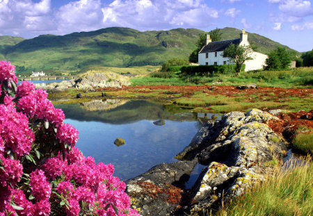 Flower field - lake, flower, hill, field, spring, nature