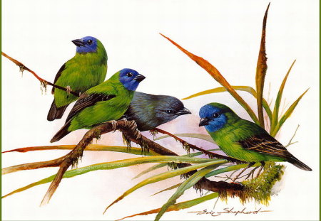 BLUE-FACED FINCHES - four, sitting, blue, green