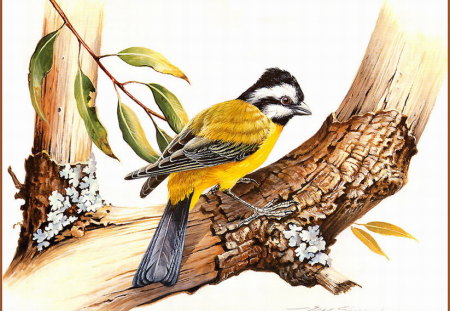 CRESTED SHRIKE TIT, FOR MY FRIEND JAMES - tree branch, sitting, crest, for james