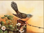 FANTAIL  CUCKOO