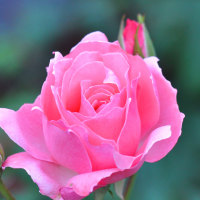 Pink rose