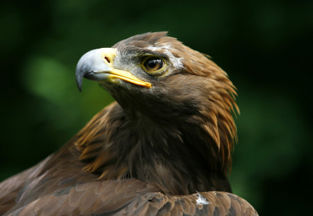 Eagle - love, kurdi, free, kurdistan, peace, kurd