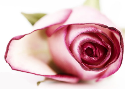 Beautiful Rose - beauty, sweet, tenderness, perfection