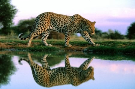 Leopard - leopard, leo, big cat, cat