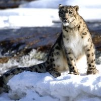 snow leopard