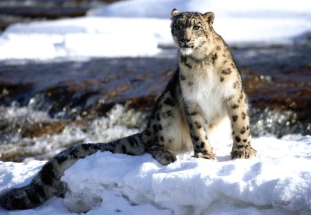 snow leopard - leopard, big cat, snow leopard, cat, snow