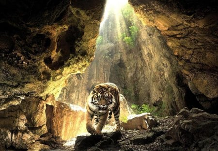 On The Prowl - nature, animals, cats, cave, other, tigers