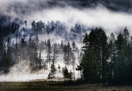 Volcano Forest - evergreens, land, fog, clouds