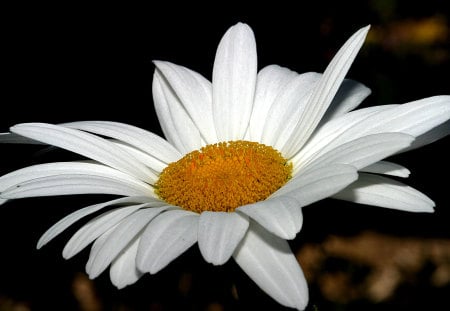 White Daisy - white, daisy, yellow, flower