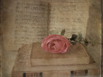 Pink Rose to Lovers of Reading