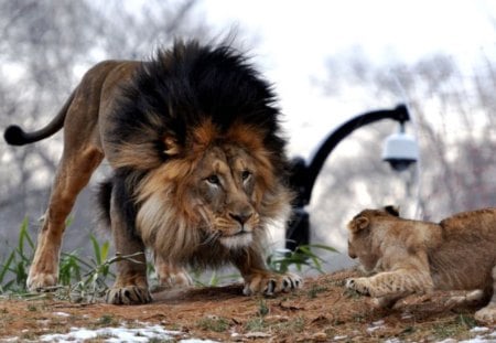 Showing he's King - nature, lions, animals, cats, other