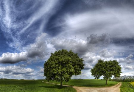 Trees - nature, sky, trees, other