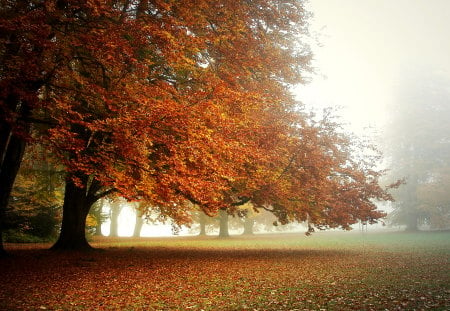 Autumn - pretty, fog, beautiful, landscape, colors, morning, forest, photo, leaves, fall, nature, autumn, color