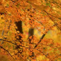 Yellow Autumn Forest