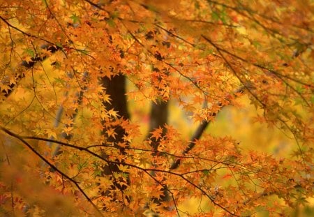 Yellow Autumn Forest - season, branches, beauty, autumn, trees, nature, view, yellow, beautiful, jungle, leaves