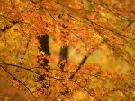 Yellow Autumn Forest