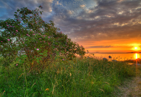 Sunlight - pretty, summer, beach, splendor, landscape, grass, sunrise, reflection, flowers, path, view, sky, way, sun, clouds, sunlight, trees, beautiful, sea, summer time, beauty, colors, lovely, ocean, tree, colorful, nature, sunset, rays, green, peaceful