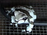 ADULT AMAZON MILK FROG