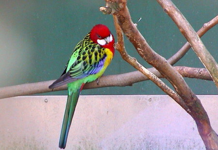 EASTERN ROSELLA - pretty, parrot, male, colorful