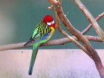 EASTERN ROSELLA