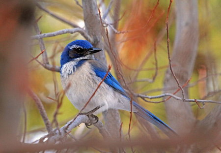 SCRUB JAY - lovely, trees, male, blue