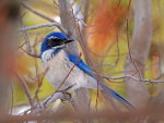 SCRUB JAY