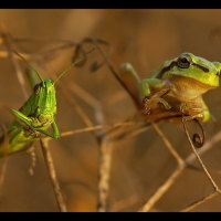 FROG WITH LUNCH