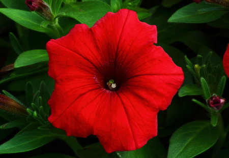 Red Petunia - red, beautiful, leaves, macro, petunia, green