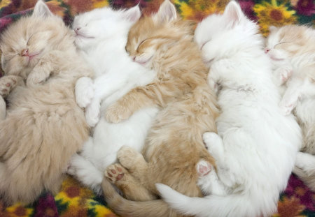 Sleeping Cuties - white, in a row, kitten, cuties, sleeping, pale brown