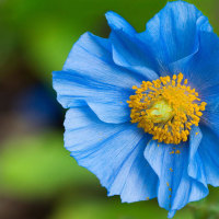 Amazing Blue Flower