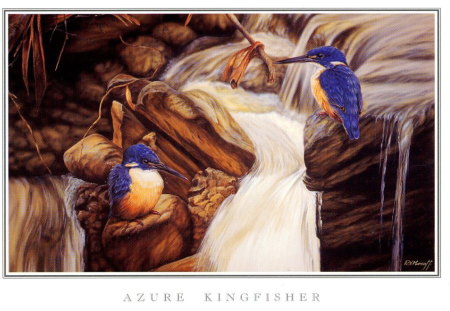 AZURE KINGFISHERS - pair, blue, beautiful, river