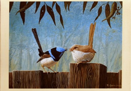 BLUE WRENS - fence, feeding, couple, worm