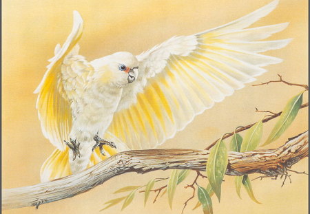 LITTLE CORELLA - lovely, beautiful, landing, branch