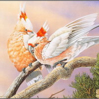 MAJOR MITCHELL COCKATOOS