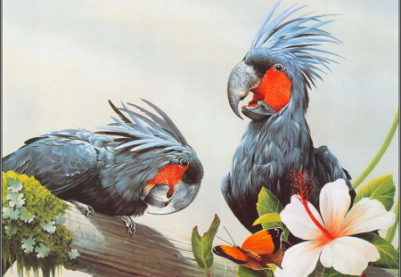 PALM COCKATOOS - crest, black, big beaked, red