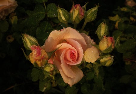 Beautiful Rose - rose, flower, nature, photography