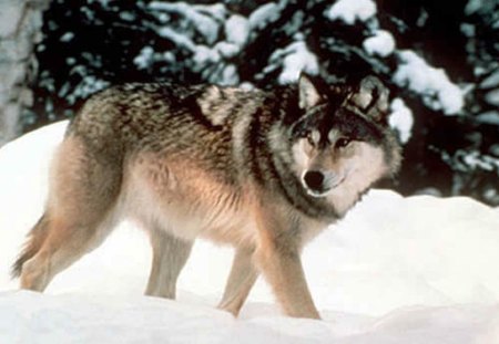 lone Wolf - wolf, nature, lone, snow, animals, forrest