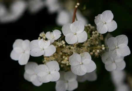 White Tree Flowers - flowers, white, petals, stem