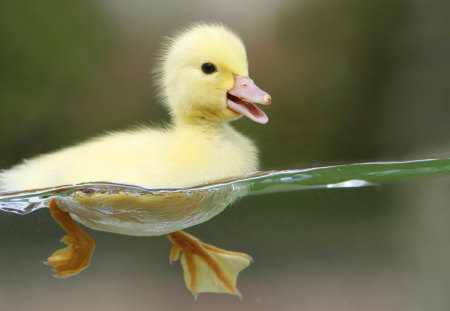 Duck - love, kurdi, free, kurdistan, peace, kurd