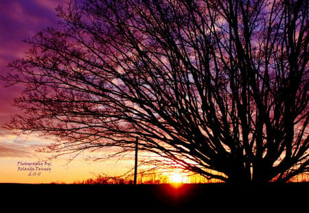 tree of sunset - clouds, sunsets, nature, tree