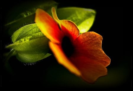 Red beauty - flowers, nature, red, macro, beauty